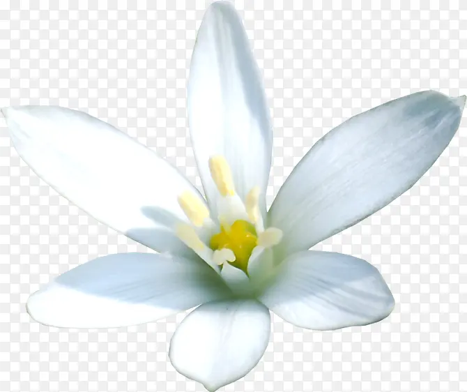 黄蕊白色绽放花朵