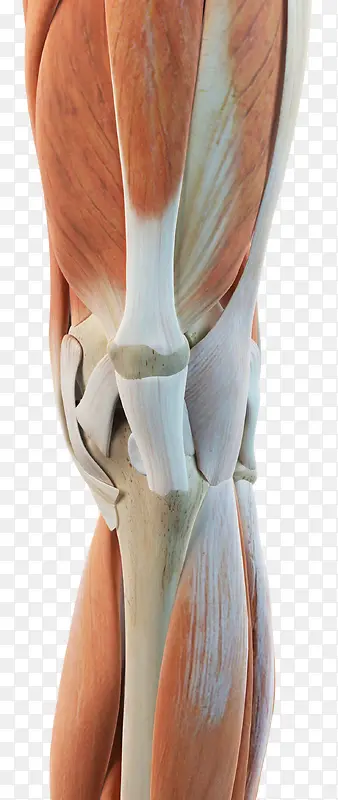 人体膝盖肌腱组织