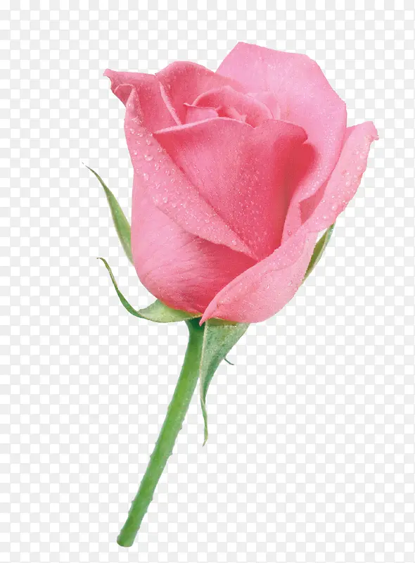 粉色玫瑰花装饰图案
