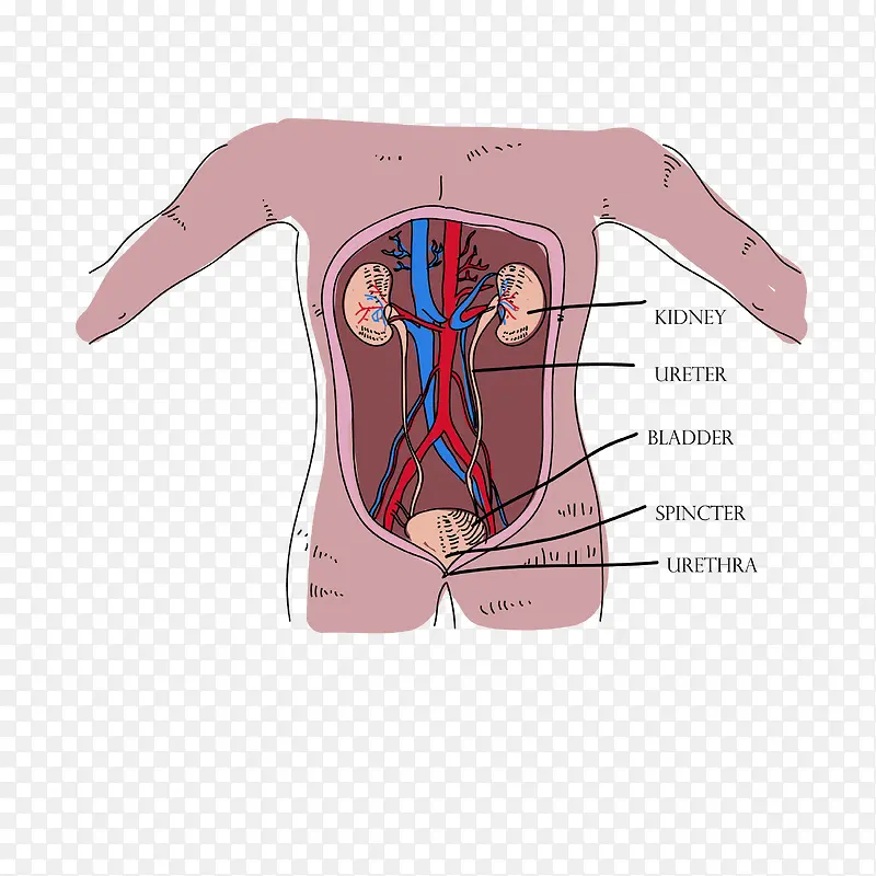 人体血管矢量图