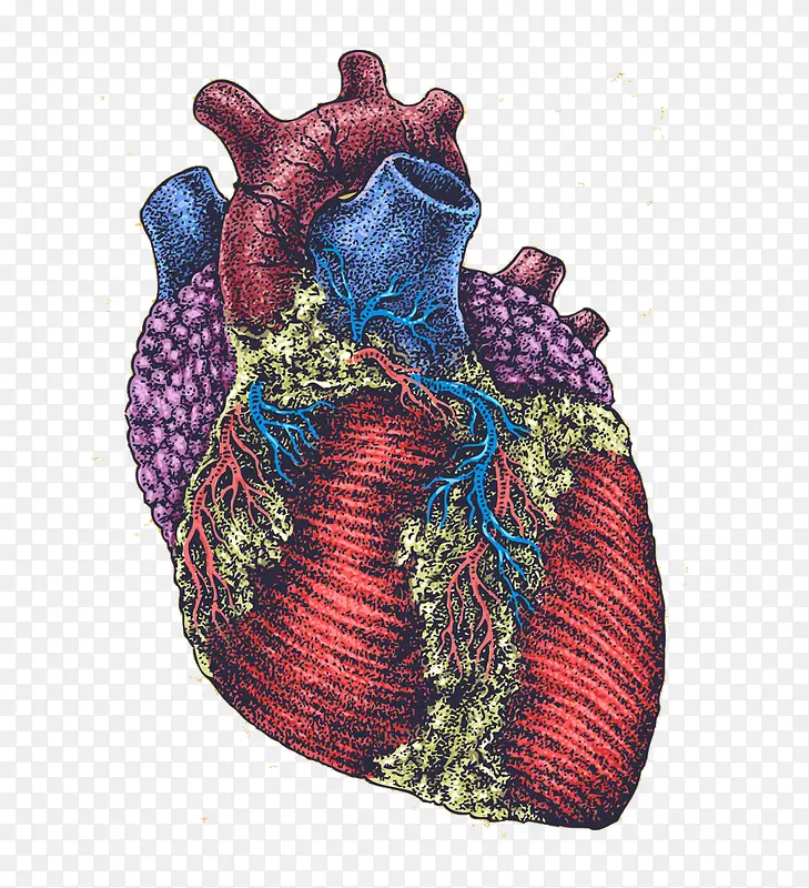 手绘心脏器官