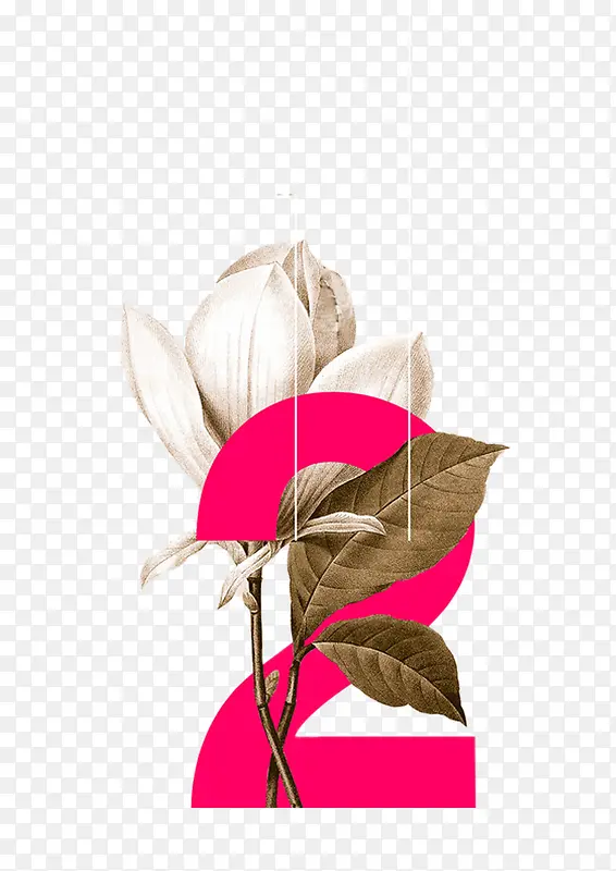 百合花