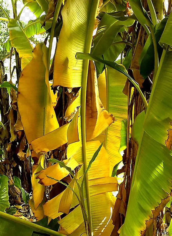黄色芭蕉树叶