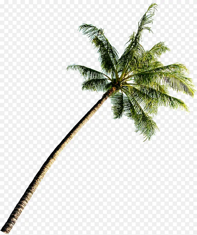 夏日椰子树沙滩摄影