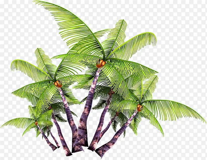 夏日摄影椰子树效果杂乱