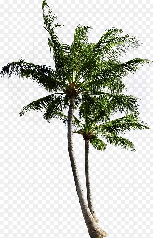 海边沙滩椰子树效果摄影