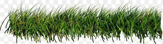 地上的绿色小草