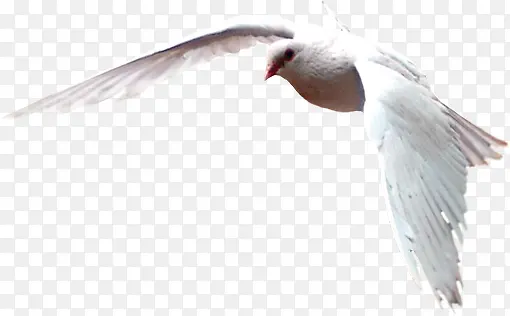 摄影海边白色的海鸥飞翔