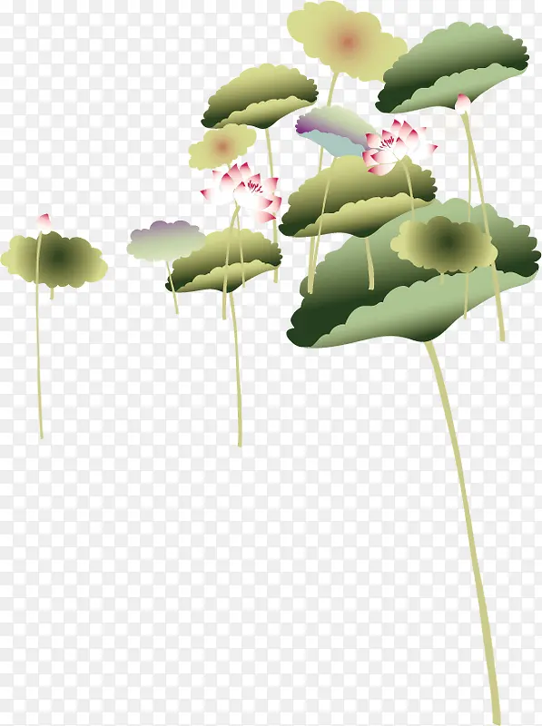 夏日荷花