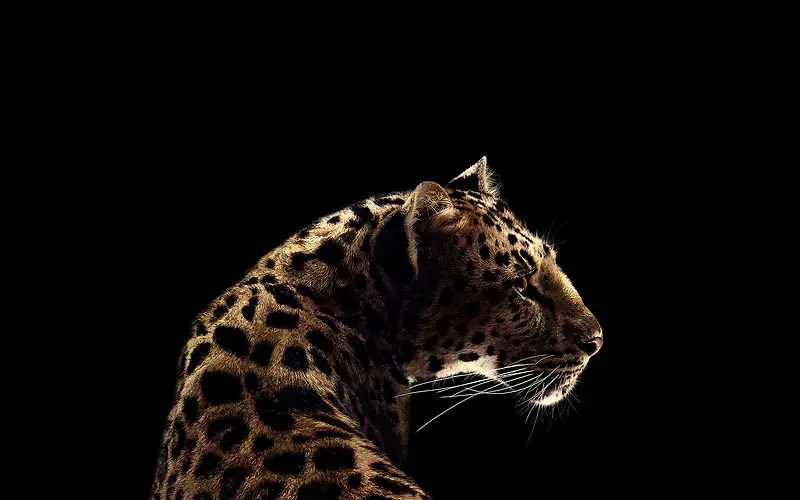 豹子转头的动物黑色背景