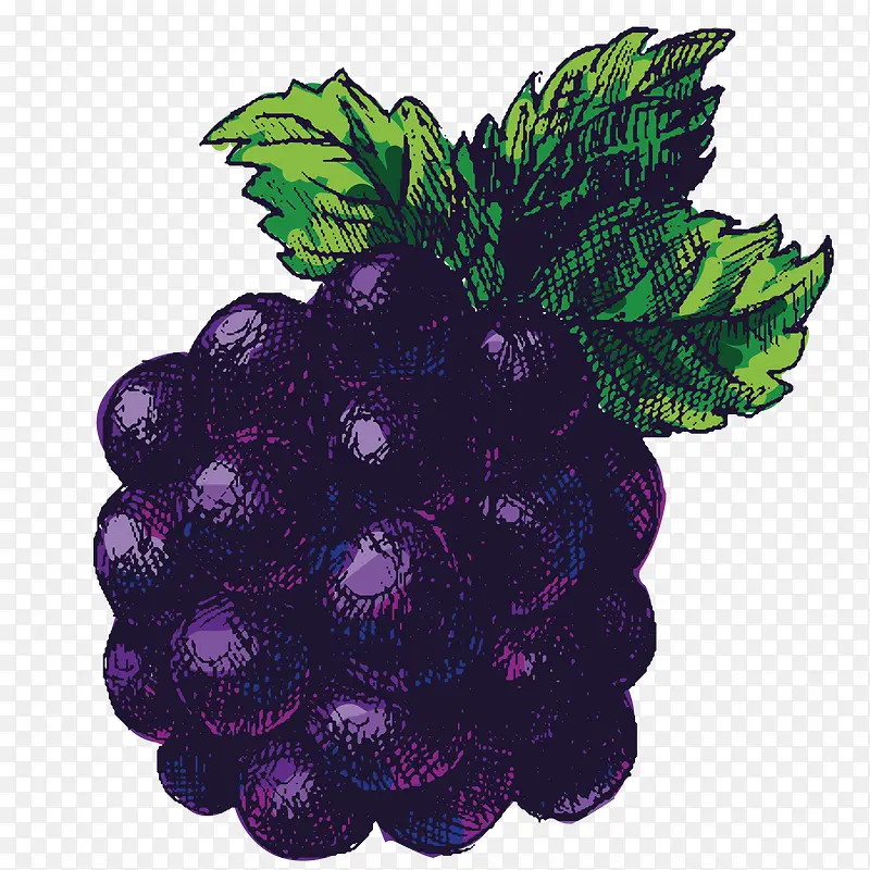 矢量紫色水果