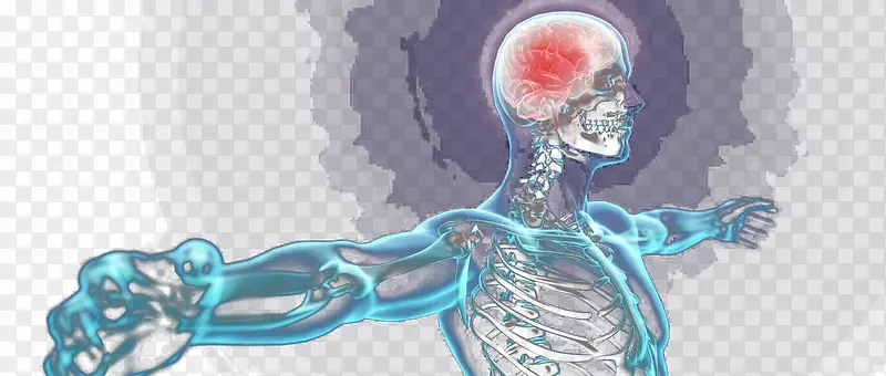 人体结构示意神经系统