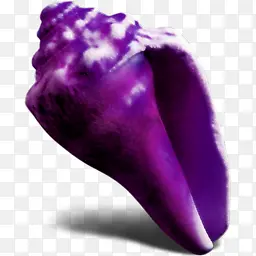 紫色海螺图片
