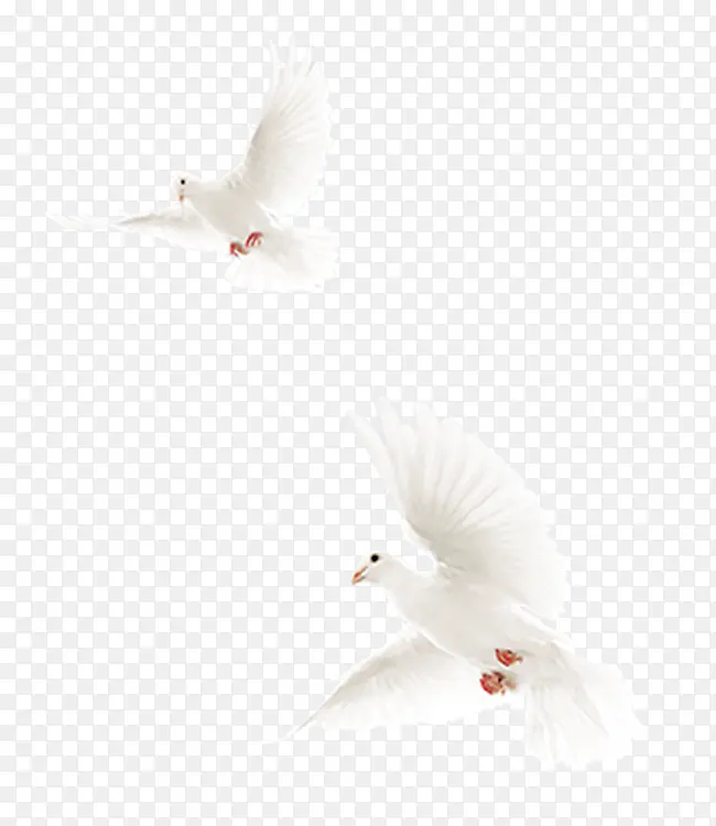 两只白色的鸽子
