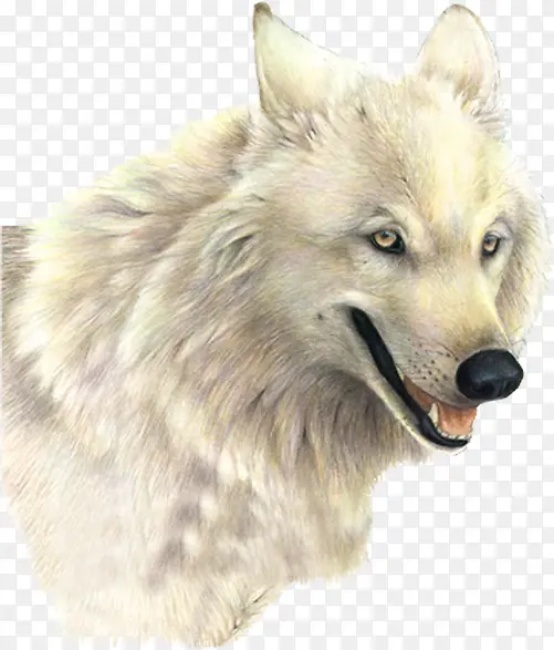 一匹白狼