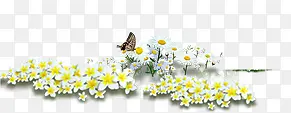 春天黄白色花丛蝴蝶
