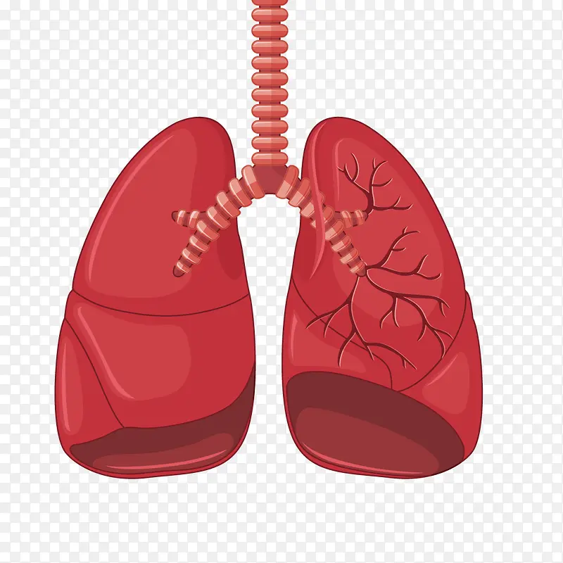 矢量人体肺部
