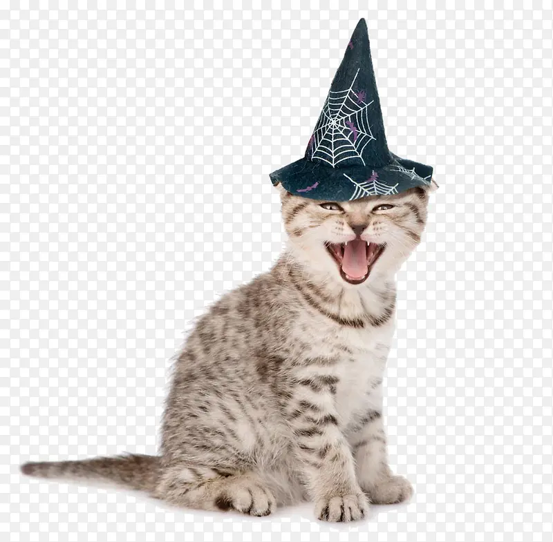 开心大笑的猫咪
