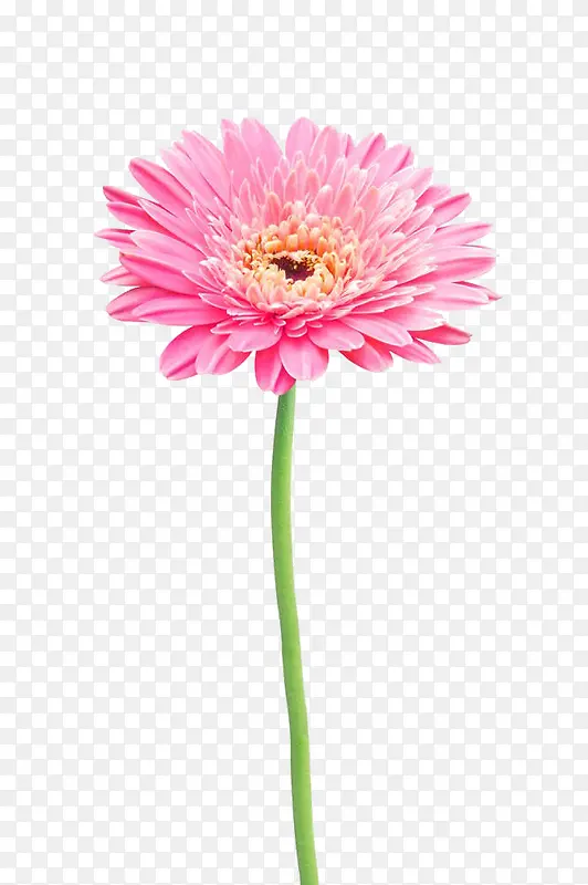 粉色非洲菊
