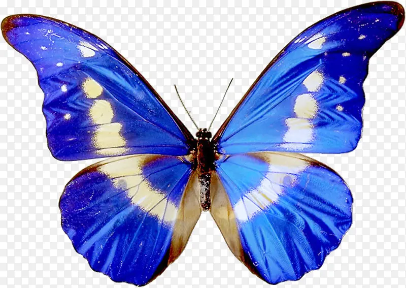 蓝色的蝴蝶标本