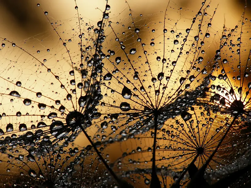 蜘蛛网上的美丽水珠