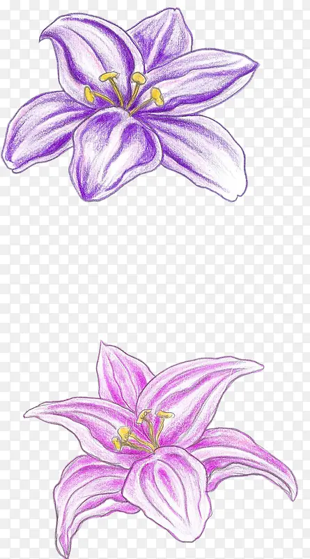 手绘的紫色和粉色的百合花
