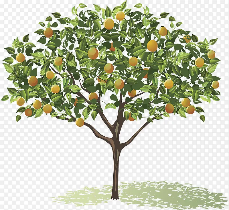 橘树矢量图下载