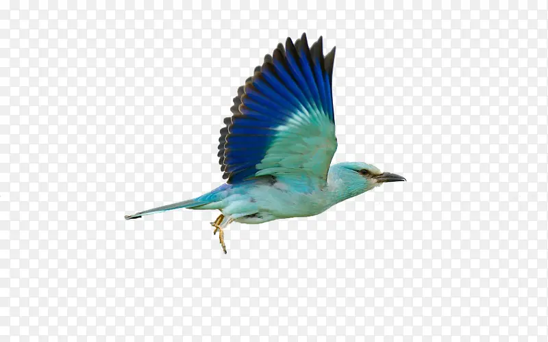 蓝色的飞翔的鸟