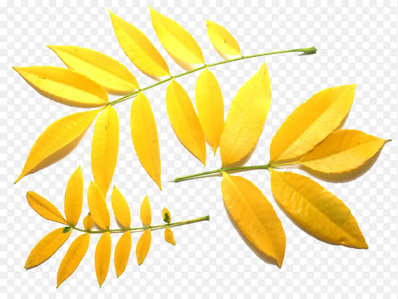 金色树叶