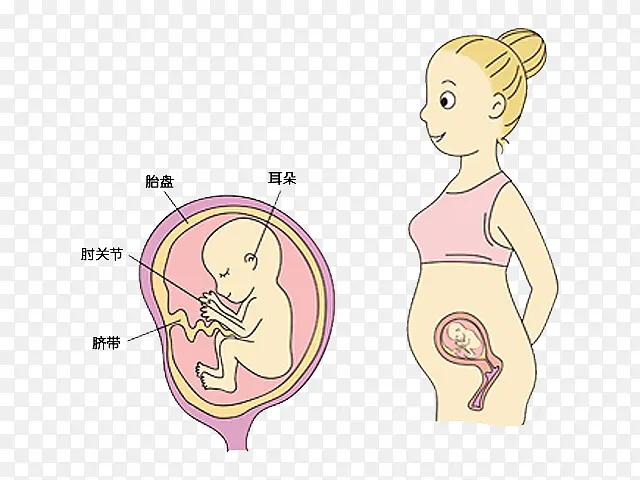 胎儿和孕妈妈发育卡通图