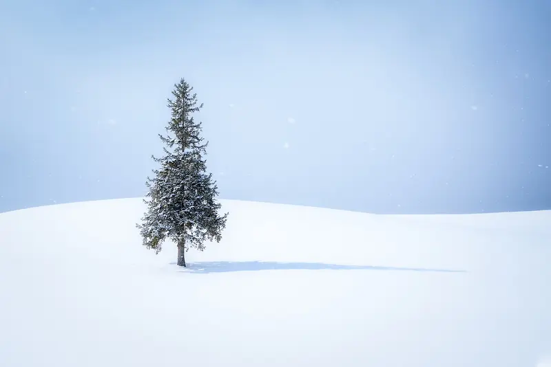 雪地里的松树海报背景