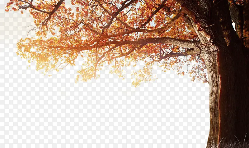 秋季冬落树