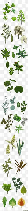 各种植物的绿叶素材 png素材