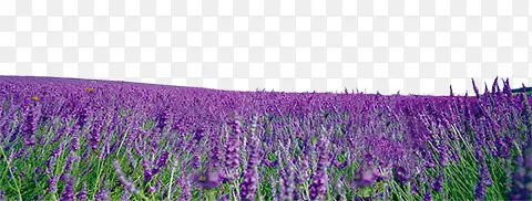 紫色高清薰衣草花园
