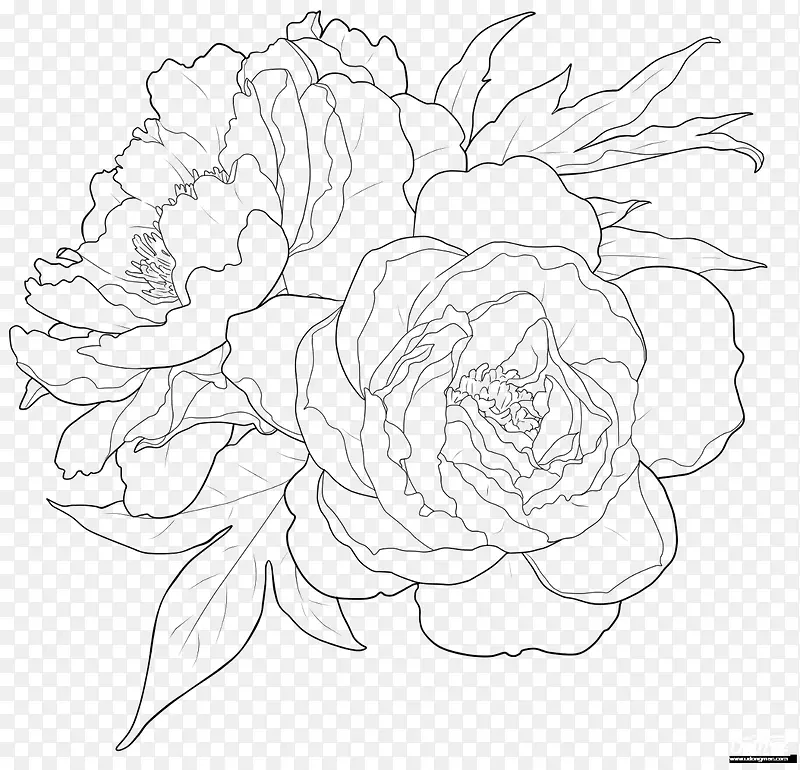 手绘素描开放的菊花