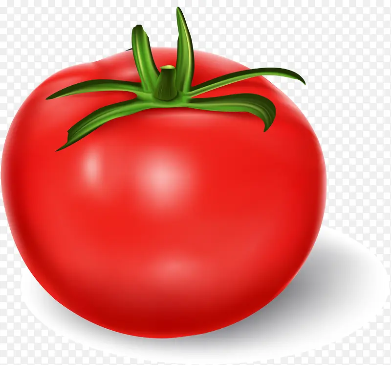矢量西红柿