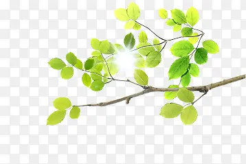 绿色树叶阳光树枝