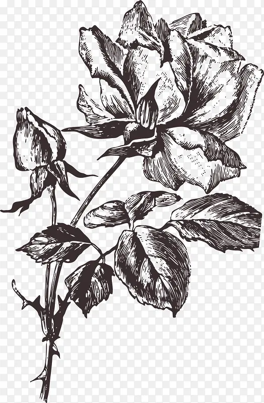 手绘线稿红玫瑰花