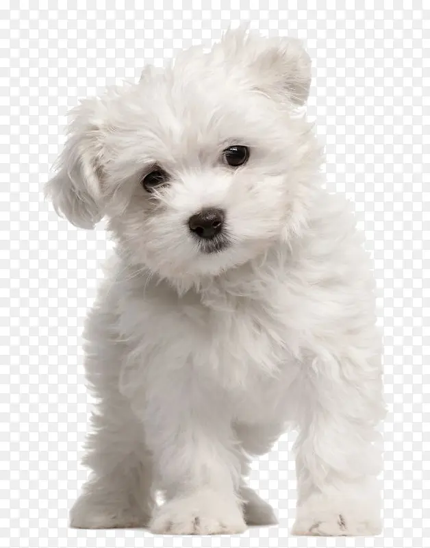一只白色的小狗