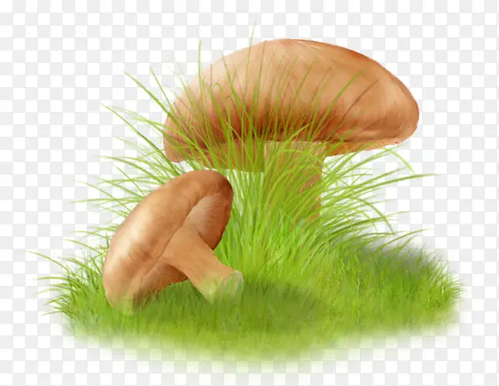 绿草中的蘑菇