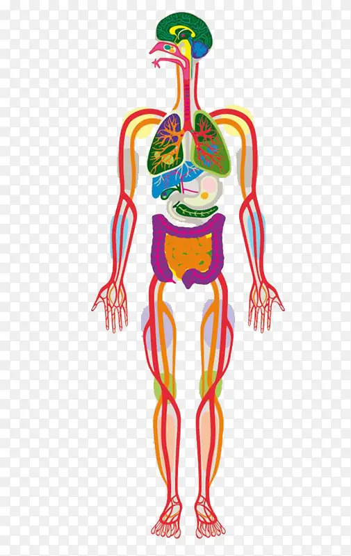彩色人体器官形象表达