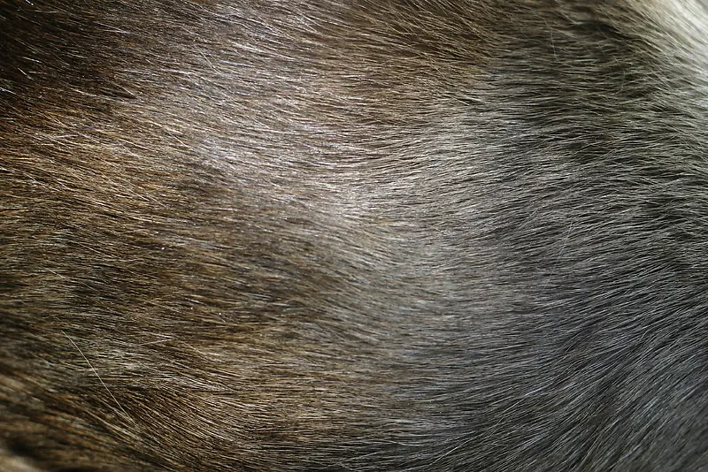 动物棕色的短毛