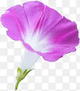 紫色美丽花朵喇叭花风光