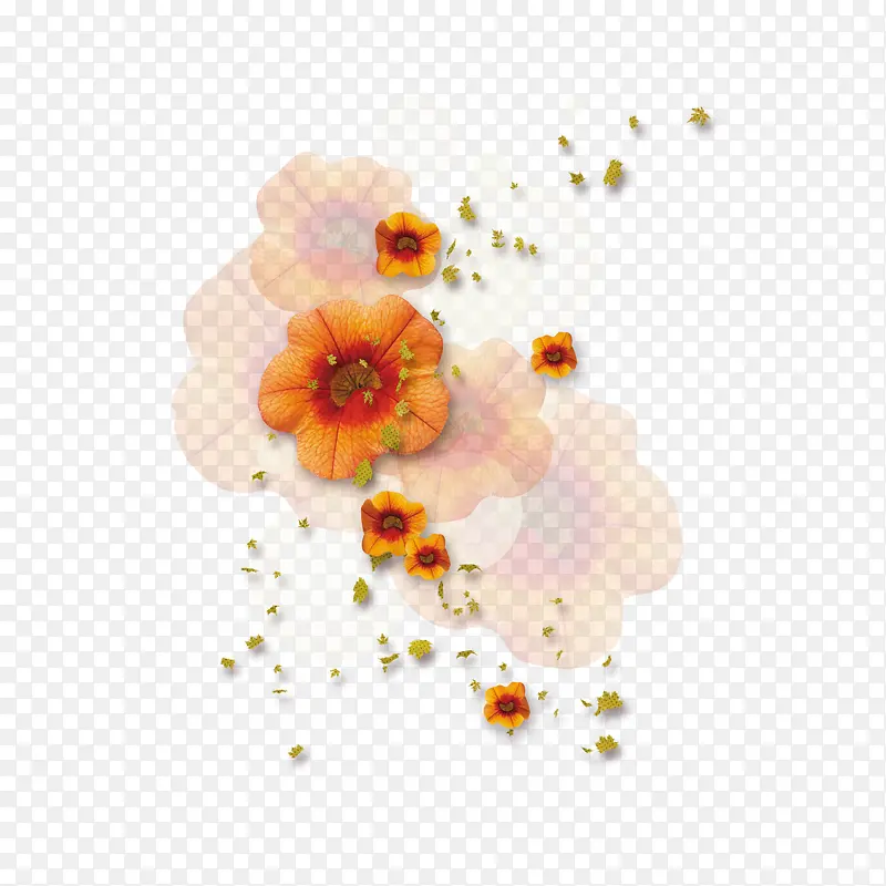铁海棠鲜花