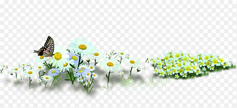 白色郊外花朵蝴蝶田野