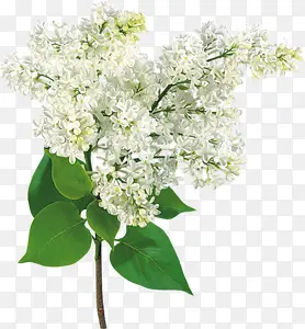 绿叶白色丁香花朵