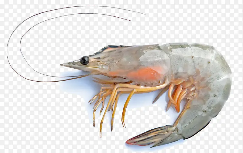 生鲜大虾