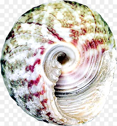 彩色螺旋海螺