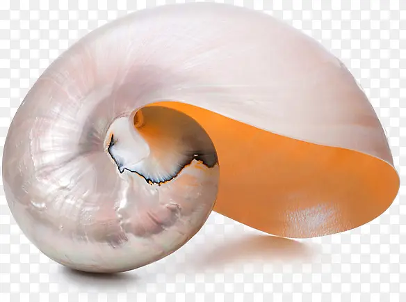 银色螺旋海螺