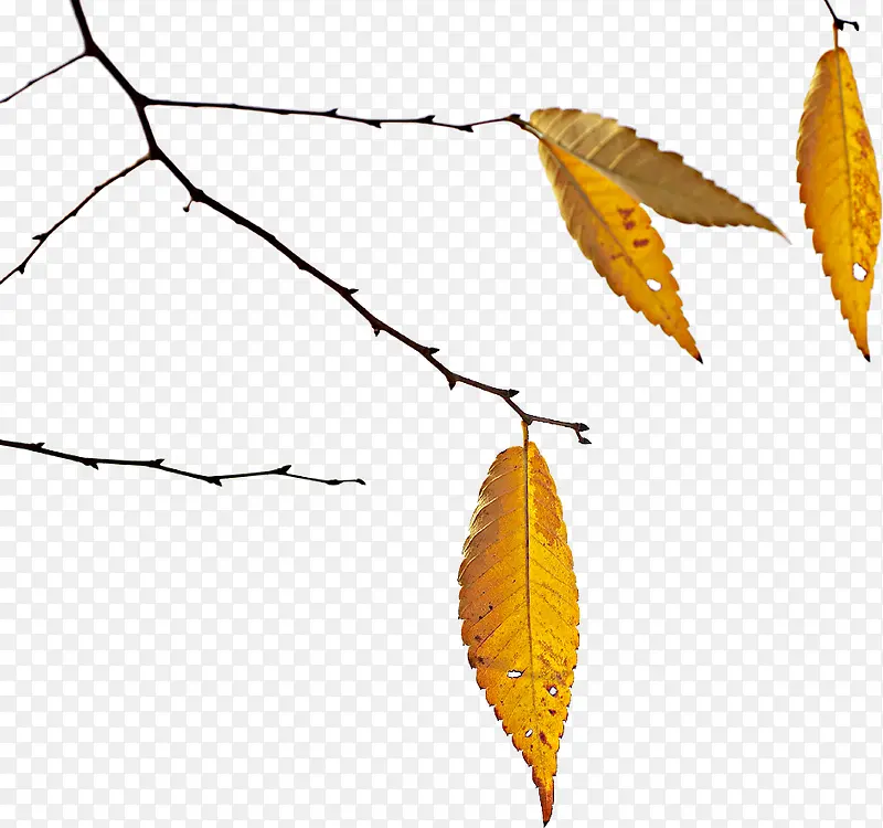 枯黄色手绘树叶树枝